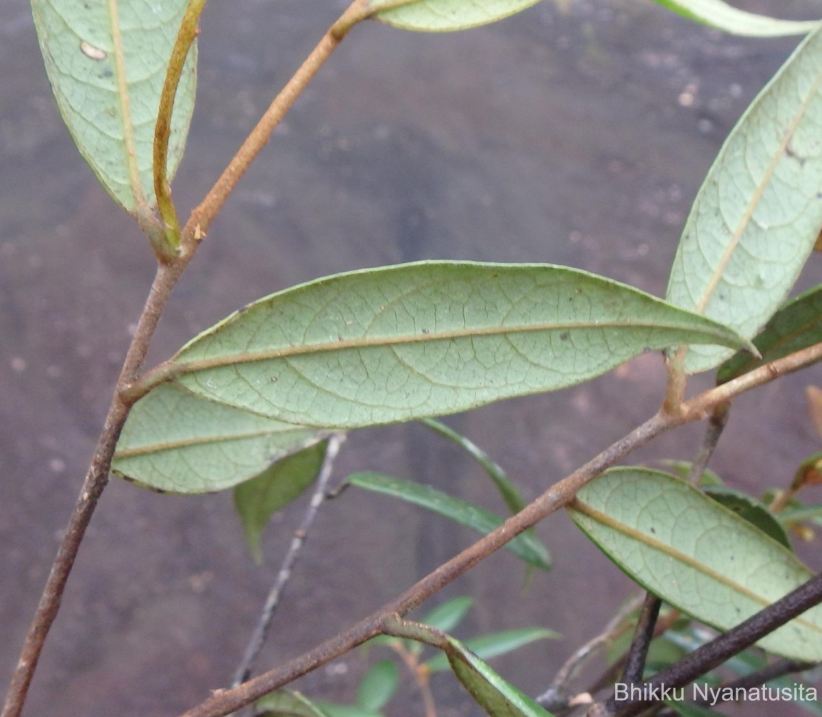 Symplocos diversifolia